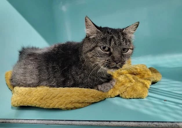 ARLETTE, female senior Mixed Breed for adoption at Bouguenais), Nantes