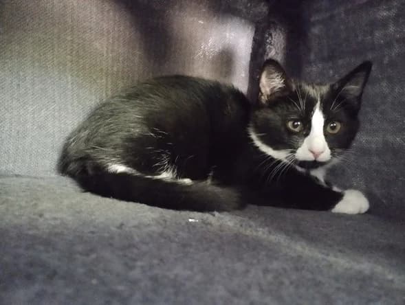 Cacahuète, female Mixed Breed for adoption at Bouguenais), Nantes