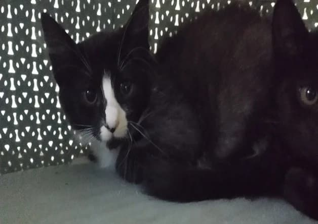 GAMAY, female Mixed Breed for adoption at Bouguenais), Nantes