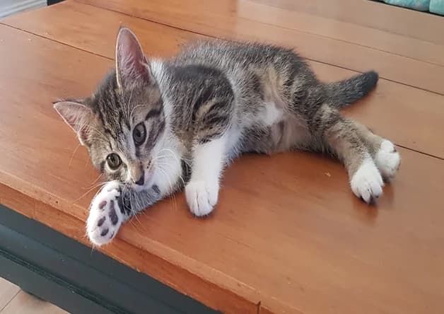 LINETTE, female Mixed Breed for adoption at Bouguenais), Nantes