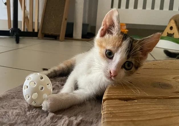 Abricot, female mixed breed for adoption at Bouguenais), Nantes