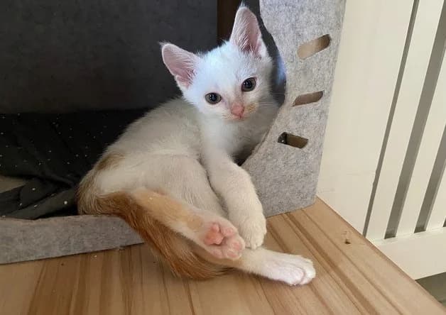 BANANE, male puppy mixed breed for adoption at Bouguenais), Nantes