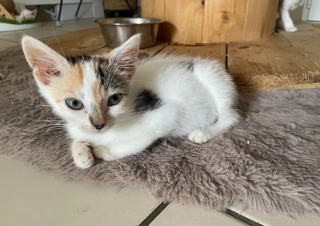Fraise, female Mixed Breed for adoption at Bouguenais), Nantes