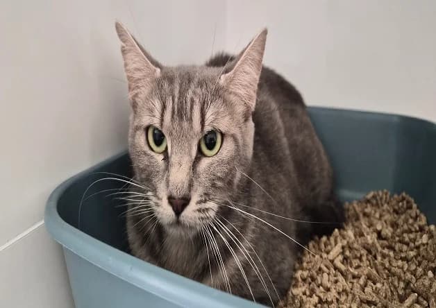 GRISETTE, female mixed breed for adoption at Bouguenais), Nantes