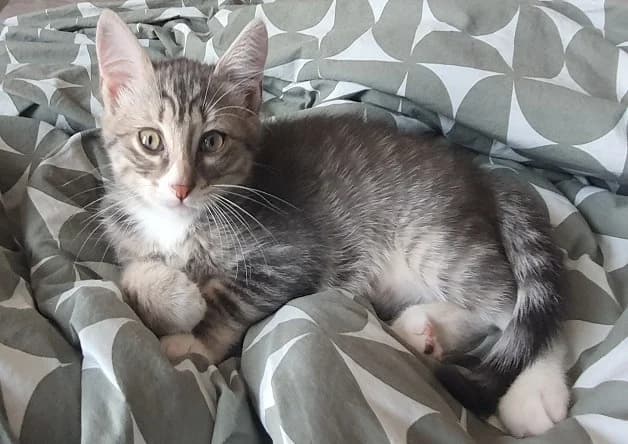 BOUNTY, male puppy Mixed Breed for adoption at Bouguenais), Nantes