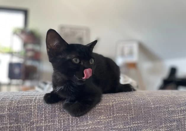 Théa, Mixed Breed (Amiens))