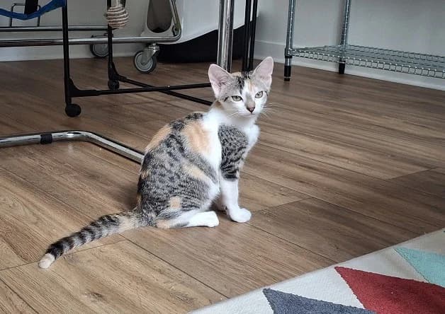 FLOCON, female Mixed Breed for adoption at Bouguenais), Nantes