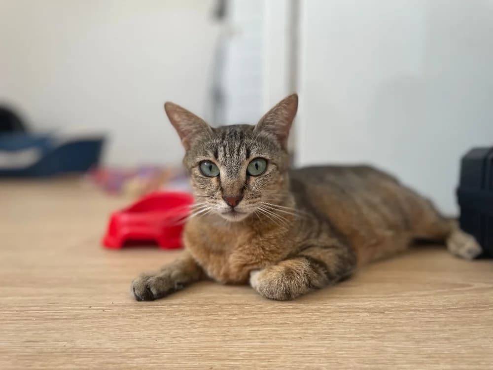 Valentine, female young Mixed Breed for adoption at Bouguenais), Nantes