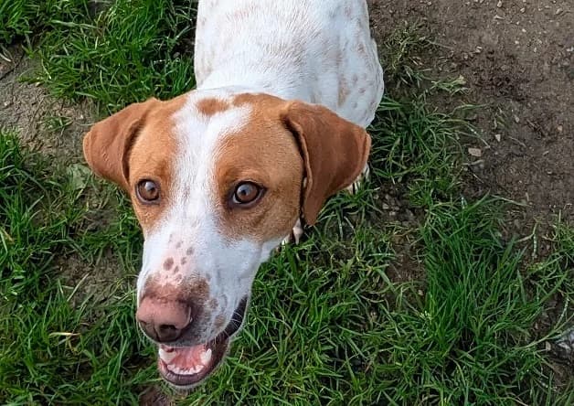 AMBER, female young Brittany Spaniel for adoption at Bouguenais), Nantes
