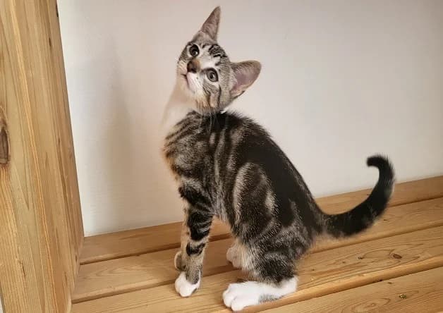 SUKI, female Mixed Breed for adoption at Bouguenais), Nantes