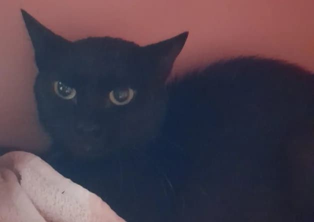 ALI, male Mixed Breed for adoption at Bouguenais), Nantes