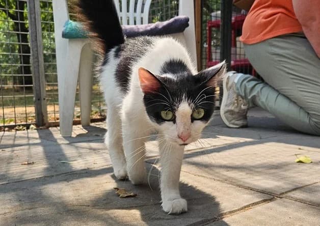 MILKA, Mixed Breed (SPA Aix-en-Provence)