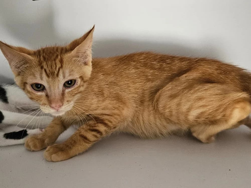 CUMIN, male Mixed Breed for adoption at Bouguenais), Nantes