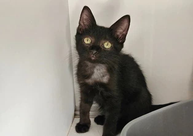 MASALA, female Mixed Breed for adoption at Bouguenais), Nantes