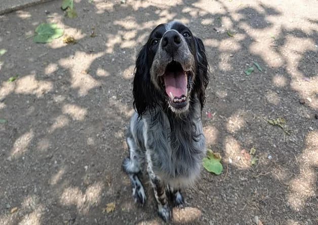 SIRIUS, male English Setter for adoption at Bouguenais), Nantes