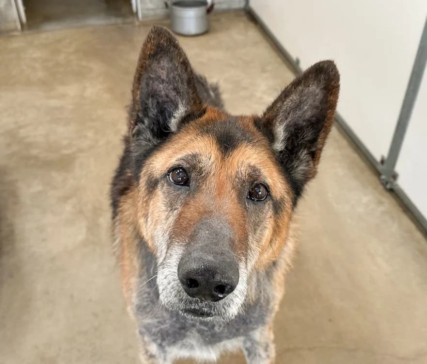 Lego, male senior German Shepherd for adoption at Bouguenais), Nantes
