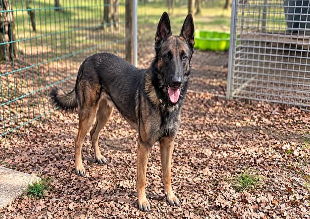 SPARTACUS, male 3yo Belgian Malinois for adoption at Bouguenais), Nantes