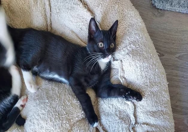 YUZU, male puppy Mixed Breed for adoption at Bouguenais), Nantes