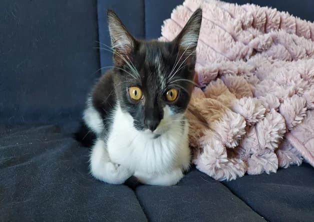 NORI, male puppy Mixed Breed for adoption at Bouguenais), Nantes