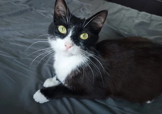 MYLLA, female young Mixed Breed for adoption at Bouguenais), Nantes