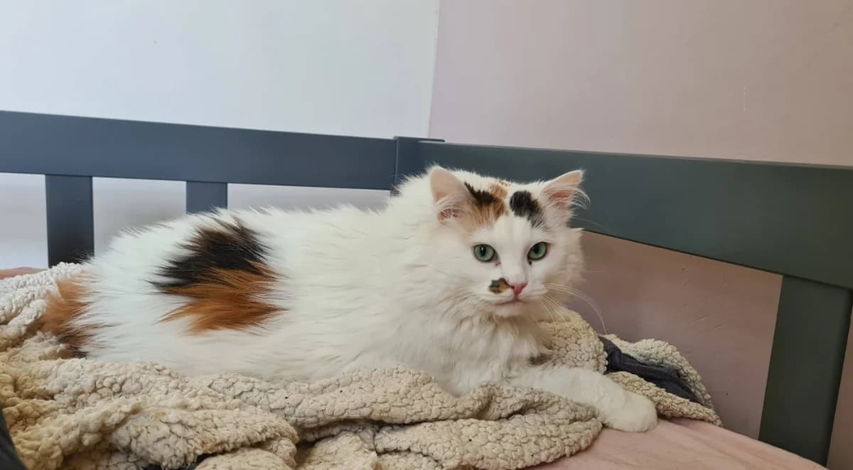 SAVANNA, female mixed breed for adoption at Niort