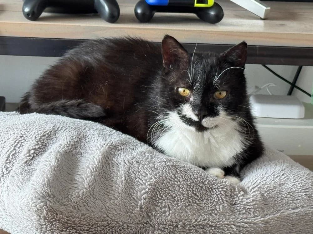 SHORTLEGS, male 6yo Mixed Breed for adoption at Maison SPA), Niort