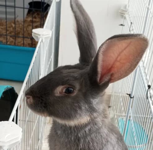 CHARLY, male mixed breed for adoption at Maison SPA), Niort