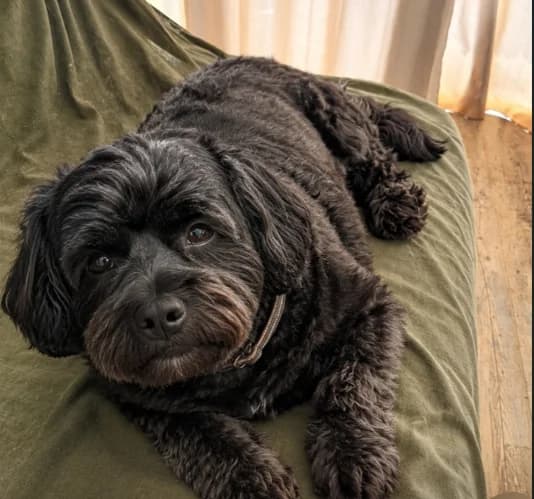TIDJI, male 7yo Poodle for adoption at Maison SPA), Niort