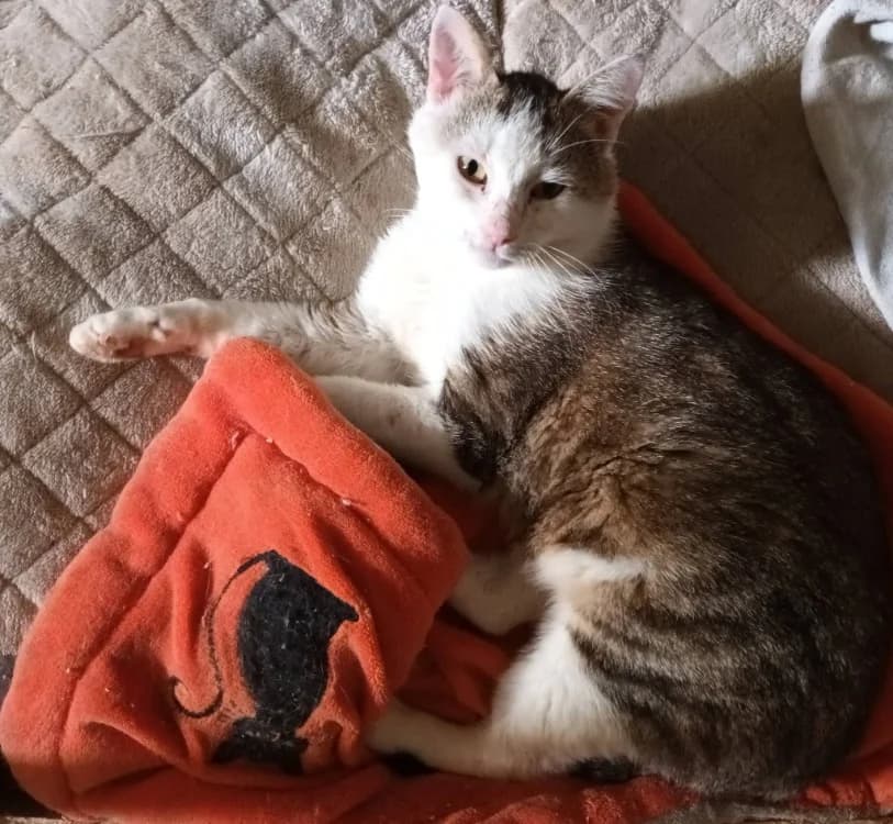 GAROU, male senior Mixed Breed for adoption at Maison SPA), Niort