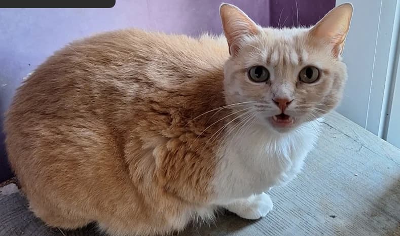 SHUKO, female senior Mixed Breed for adoption at Maison SPA), Niort
