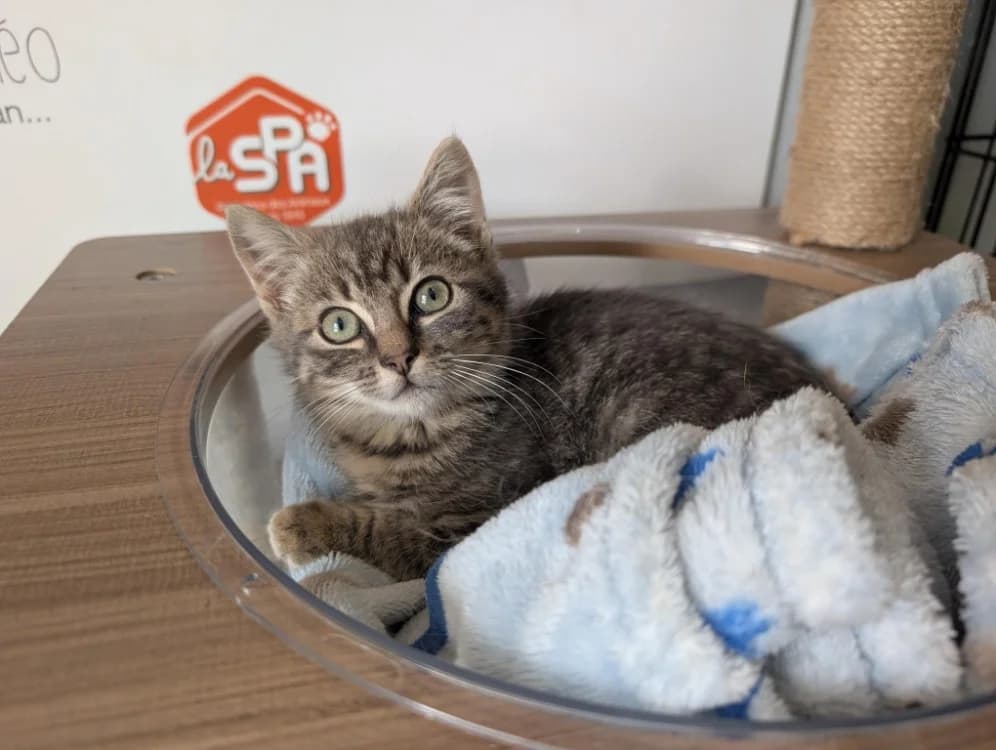 BARTABAS, male puppy Mixed Breed for adoption at Maison SPA), Niort