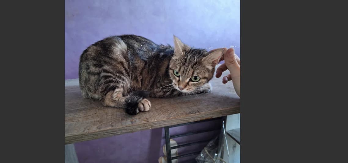 ENA, female 7yo Mixed Breed for adoption at Maison SPA), Niort
