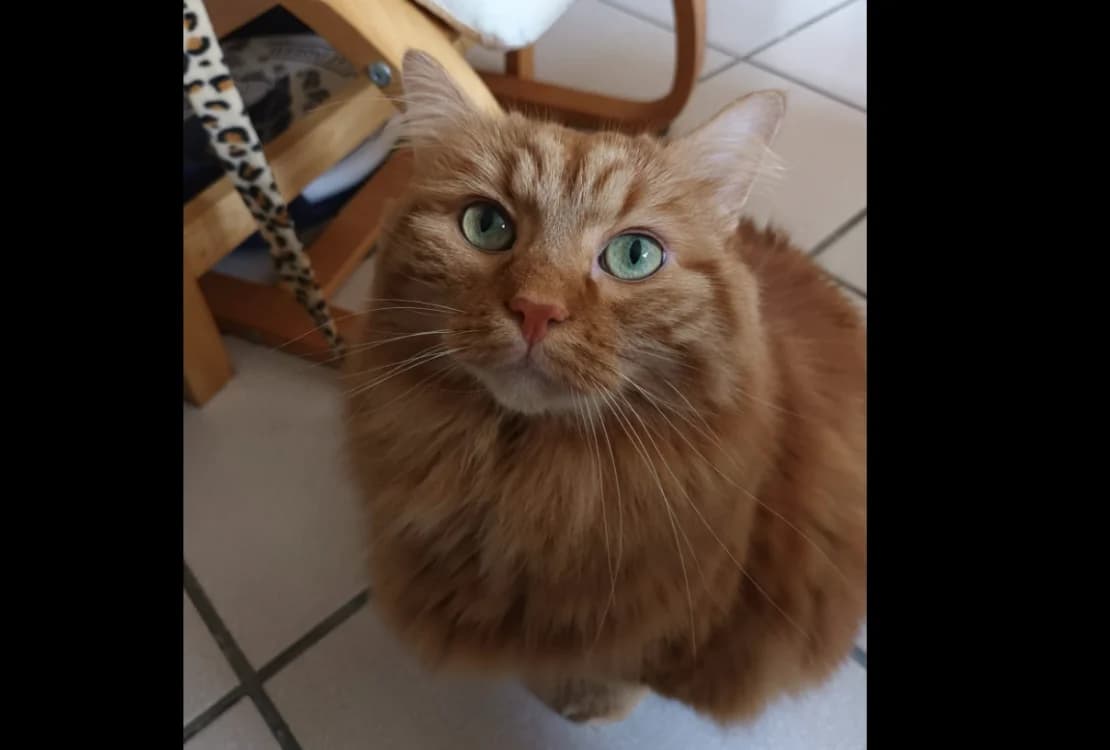 MAMAMIA, female 6yo Mixed Breed for adoption at Maison SPA), Niort