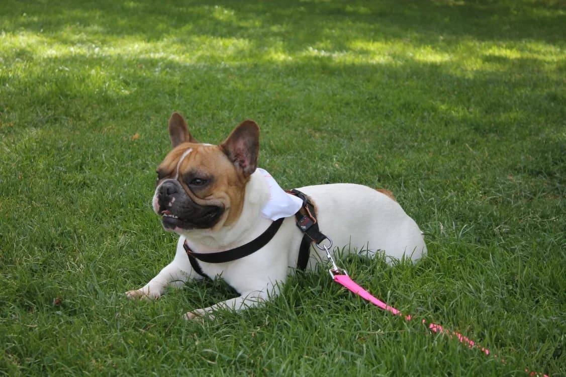 JASPER, male young French Bulldog for adoption at Maison SPA), Niort