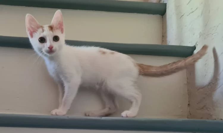 BEGONIA, female puppy Mixed Breed for adoption at Maison SPA), Niort