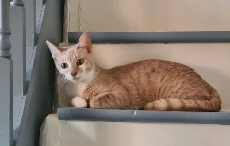 ANCOLIE, female young Mixed Breed for adoption at Maison SPA), Niort