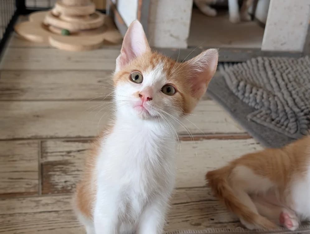 BILBAO, male puppy Mixed Breed for adoption at Maison SPA), Niort