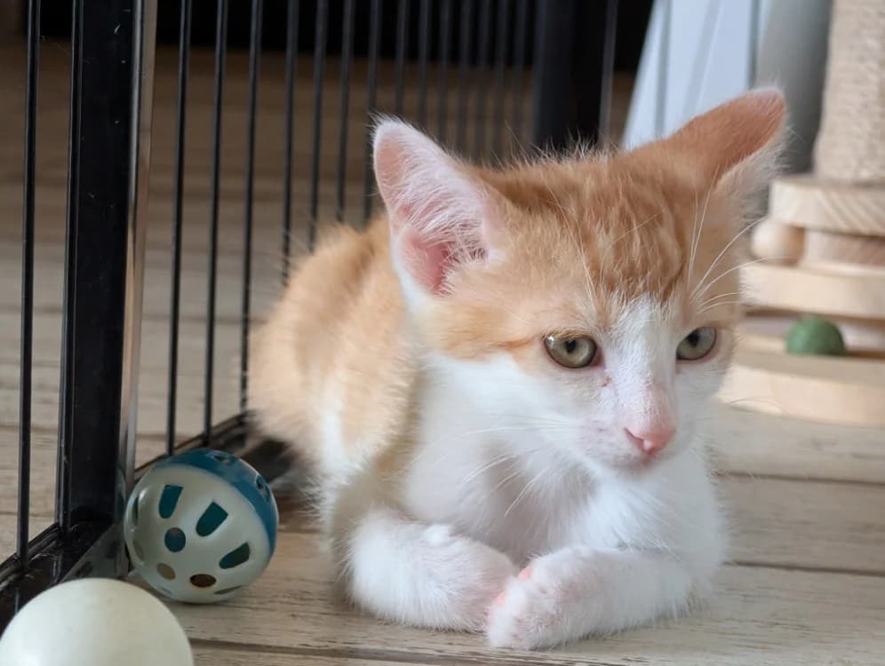 BORNEO, male puppy Mixed Breed for adoption at Maison SPA), Niort