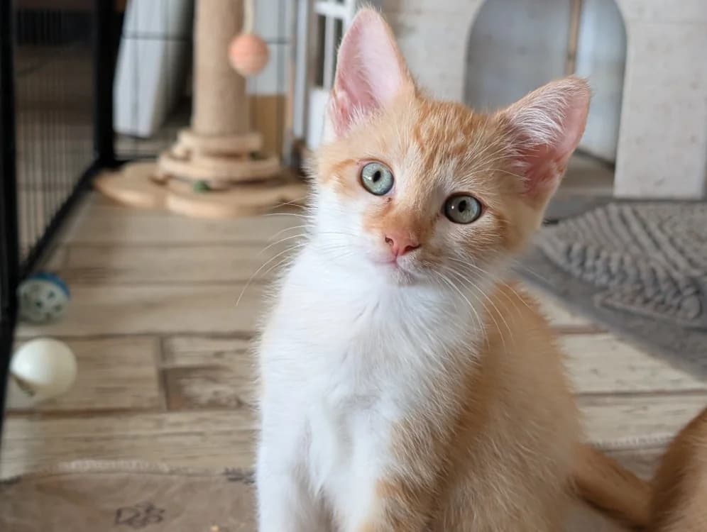 BOSTON, male puppy mixed breed for adoption at Maison SPA), Niort