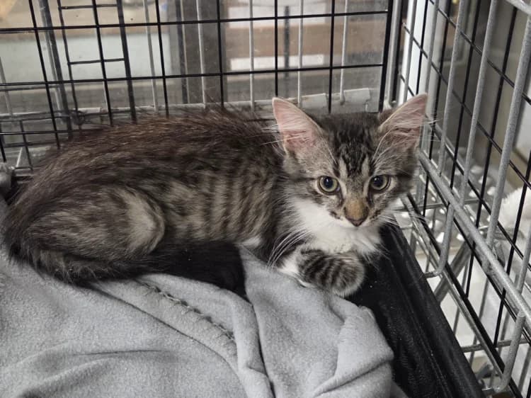 BAFOUILLE, female Mixed Breed for adoption at Maison SPA), Niort