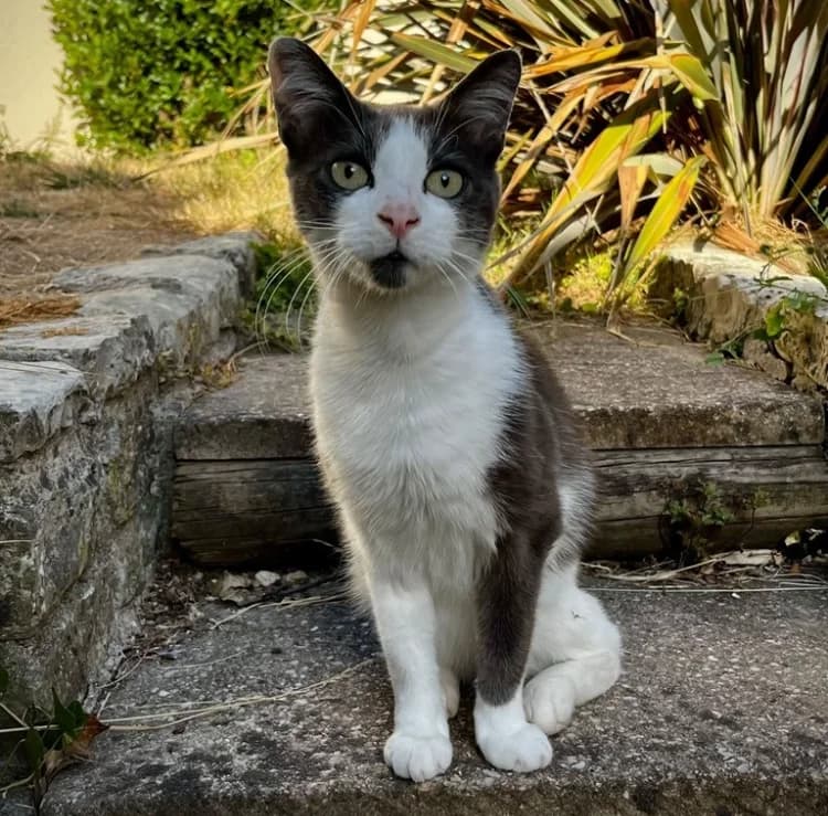 RAYKI, male 6yo Mixed Breed for adoption at Maison SPA), Niort