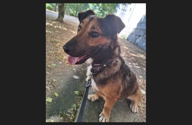 BAGUY, male young Dachshund for adoption at Maison SPA), Niort