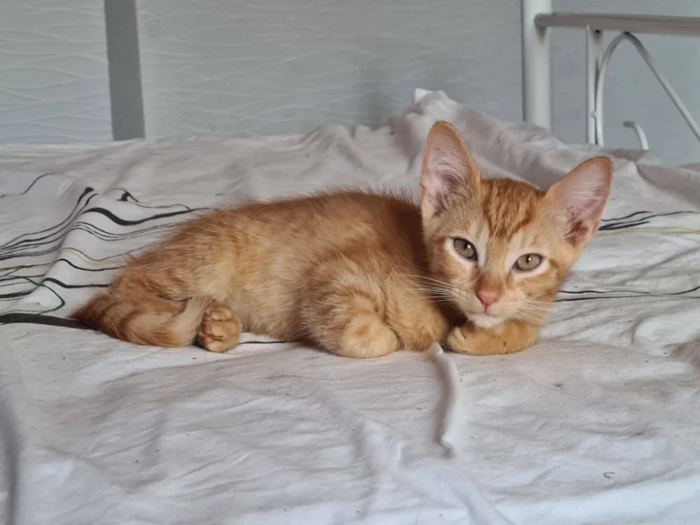 BALLOTE, male puppy Mixed Breed for adoption at Maison SPA), Niort
