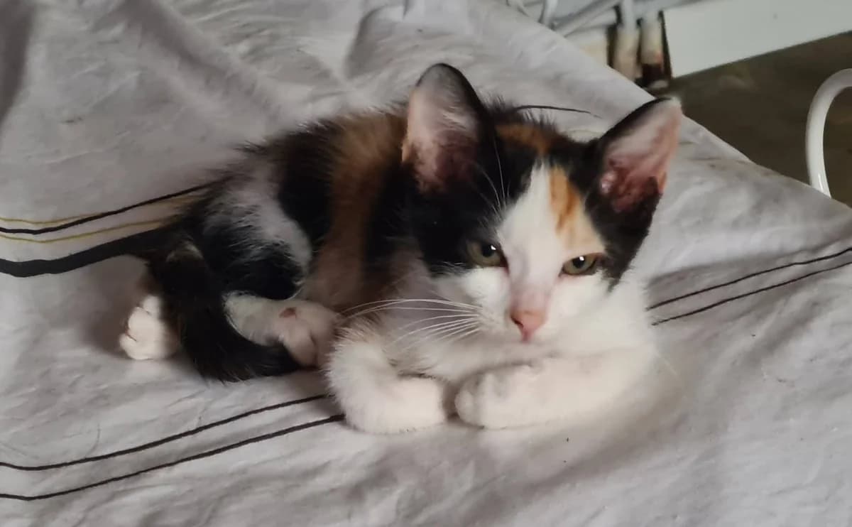 BALOISE, female puppy Mixed Breed for adoption at Maison SPA), Niort