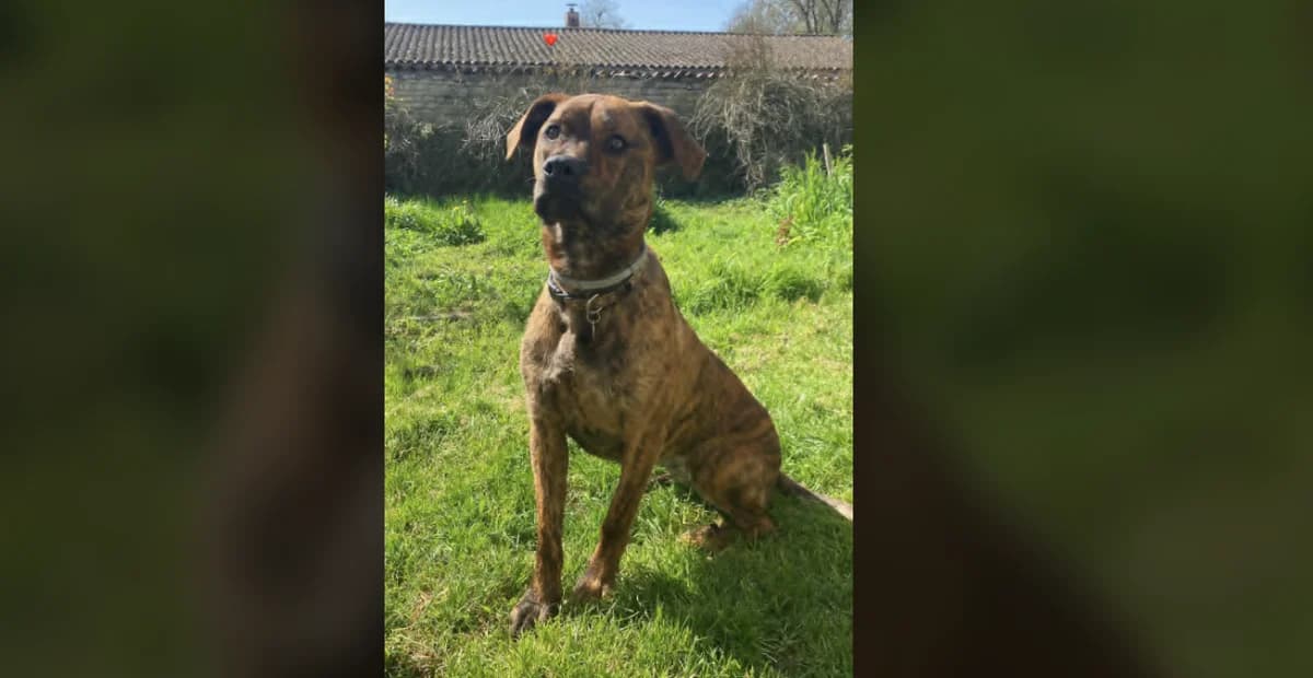 VI, female young Staffordshire Bull Terrier for adoption at Maison SPA), Niort