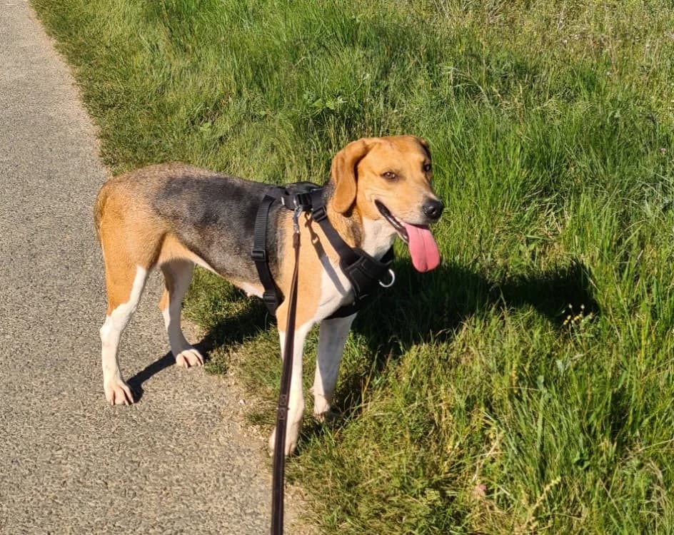 URANIE, female 3yo Beagle for adoption at Maison SPA), Niort