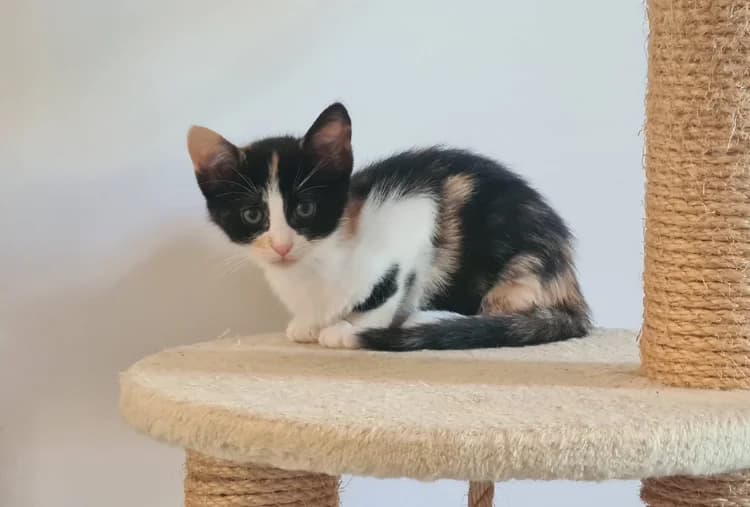 BRITNEY, female puppy Mixed Breed for adoption at Maison SPA), Niort