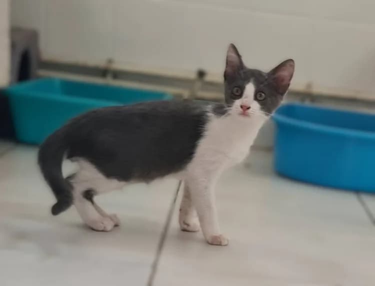 BROUILLARD, male puppy Mixed Breed for adoption at Maison SPA), Niort