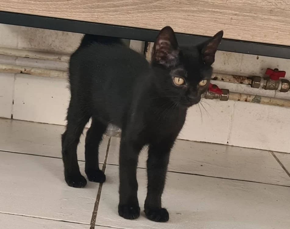 BRUME, female puppy Mixed Breed for adoption at Maison SPA), Niort