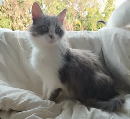 ISIS, female 7yo Mixed Breed for adoption at Maison SPA), Niort